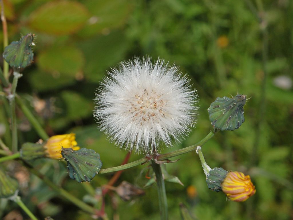 Sonchus tenerrimus / Grespino sfrangiato